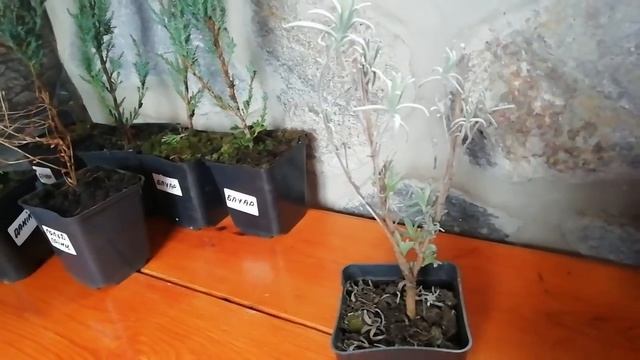 Неймовірні Хвойні за 35 Гривень у Розпліднику сім'ї Дан
