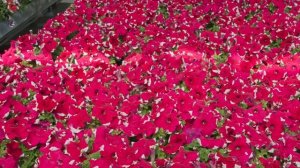 Петуния Дримс Розовая пикоти