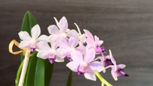 Орхидея Tzu Chiang Sapphire