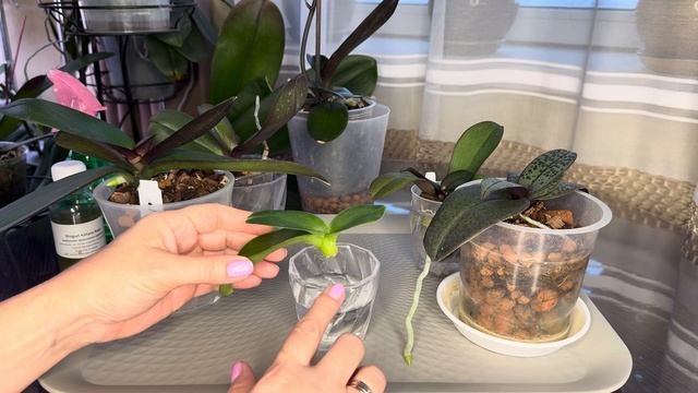 Орхидеи без корней ! Какие перспективы? смотреть онлайн