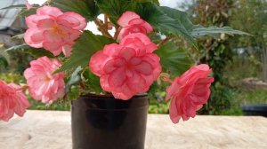 Бегония Он Топ Пинк Хало(Begonia On Top Pink Halo)