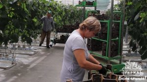 Профессия овощевод