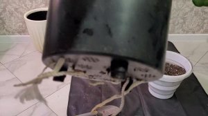 Антуриум волны любви | Пересадка