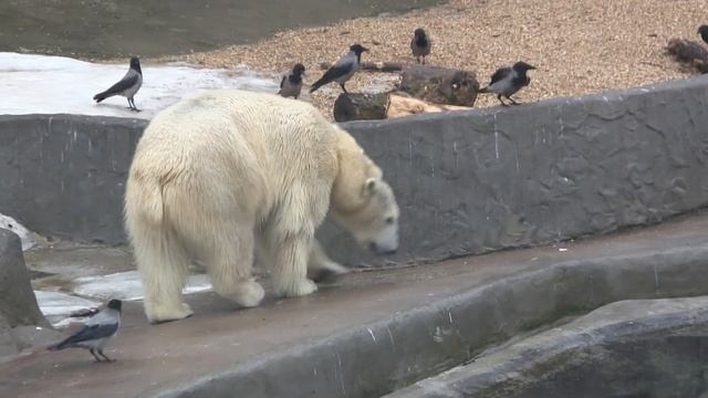 Белый медведь в московском зоопарке