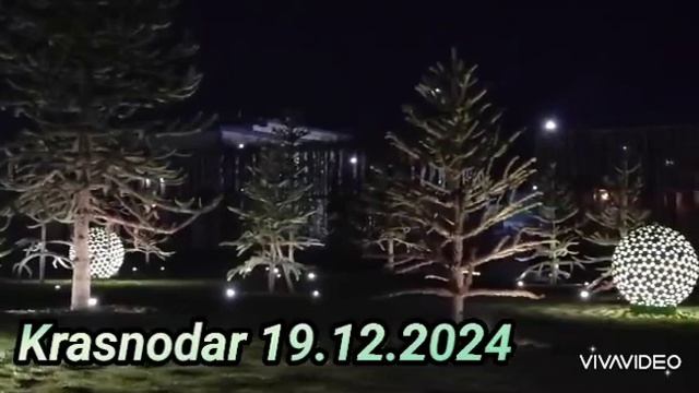 Краснодар. Парк Галицкого. Араукария, 19.12.2024