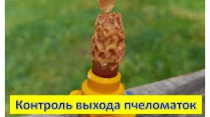 Контроль выхода пчеломаток из маточника