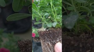 Калибрахоа. Советы по перевалке
