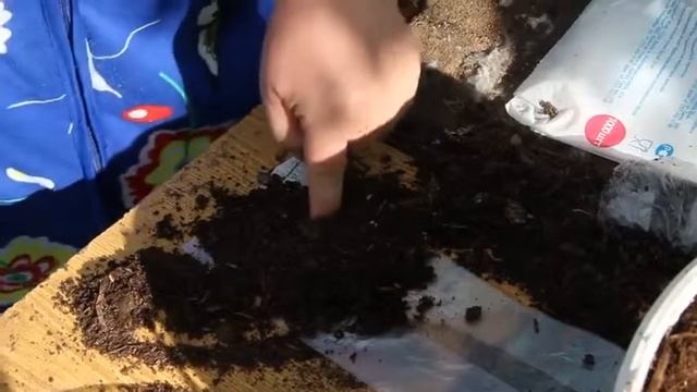 Посадка рассады огурцов  в пеленке смотреть онлайн