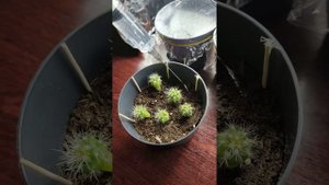 Полив Эхинокактуса Грузони