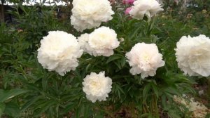 МЭДИЛОУН – Madylon (Ван Лун,1966г.США )