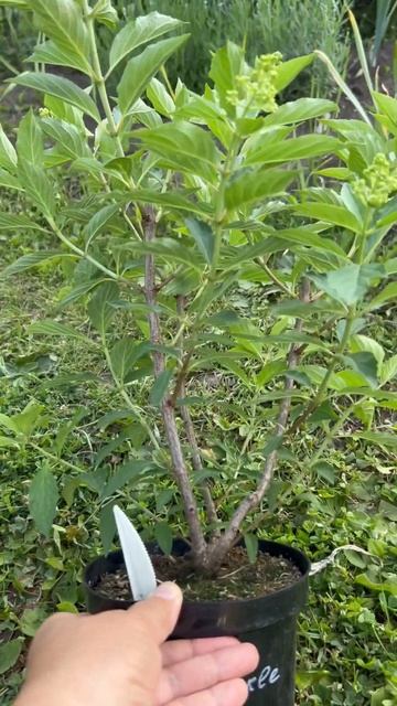 Перевалка гортензий в больший объем #garden #лето #сад #цв? смотреть онлайн
