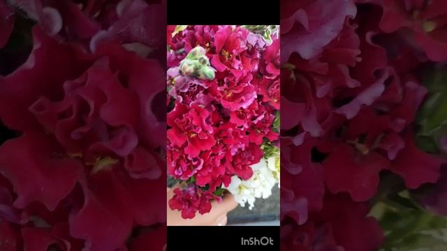 Сезон георгин#цветочнаяфермаМанЮня