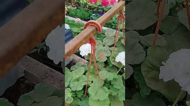 Что творит микроклимат для цветов.Благоприятные усло?