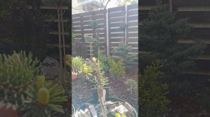 Валдберис. Хвойные саженцы  год спустя!