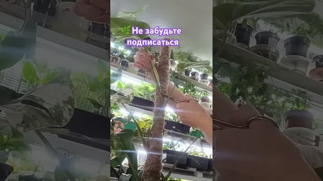 🌱Черенкую Монстра #растения #монстера #черенкование #