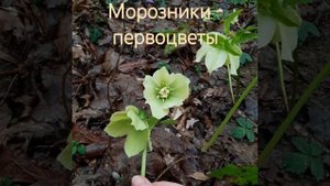 морозник кавказский