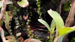 ОЧЕНЬ красивая КВАРТИРА с РАСТЕНИЯМИ |  ТЕРРАРИУМЫ с я?