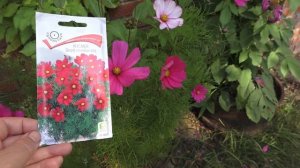 Три сорта космеи и один большой обман!