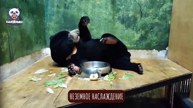 🐻 Медвежонок Лучик досыпает и одновременно наслаждается вкусным перекусом.

Неземное наслаждение.