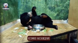 🐻 Медвежонок Лучик досыпает и одновременно наслаждается вкусным перекусом.

Неземное наслаждение.