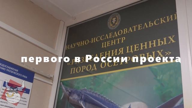История успеха: Первый проект цифровой аквафермы #акваферма #осетровые смотреть онлайн