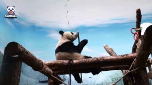 🐼 Панда Катюша уже привыкает к жизни в одиночестве без мамы.