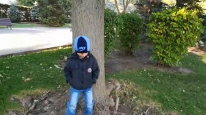 Большие павловнии на набережной в Ростове на дону.