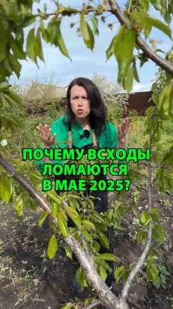 Почему всходы ломаются в мае 2025 года?
