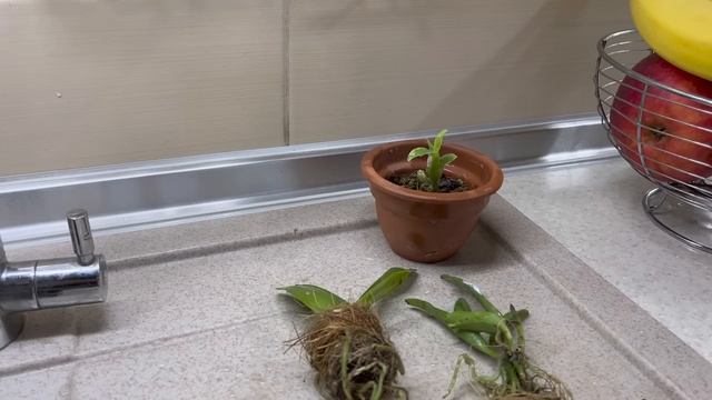 ЗАСЕЛЯЮ НОВЫЙ СТЕЛЛАЖ 🌸🌺 ПРИЕХАЛИ НОВЫЕ ОРХИДЕИ MiniК