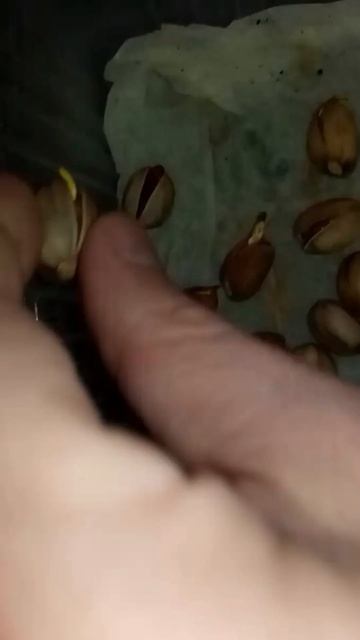 Иранская крупная фисташка Кале-Гучи саженцы из семян 2 смотреть онлайн