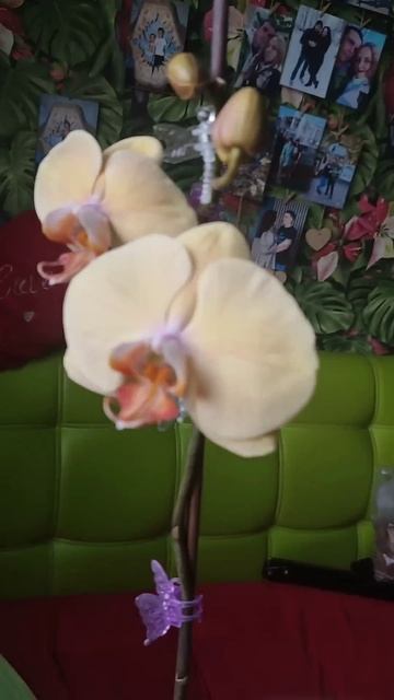 Расцвела не та орхидея, которую ждала! Как же я этому р? смотреть онлайн