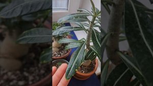 Часть 2. Динамика развития адениумов после обрезки чер