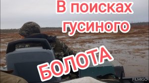 В поисках гусиного болота.
