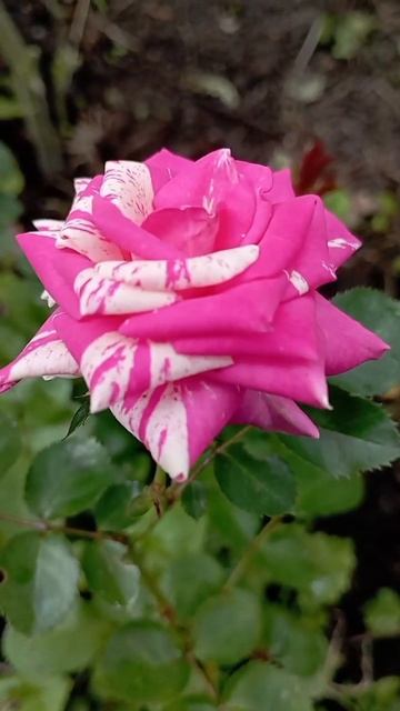 Живые открытки.Розы в Сибири смотреть онлайн