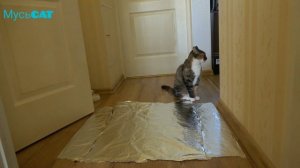 Ходят ли коты по фольге? Эксперимент.