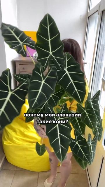 Ссылка на секретики в первом комментарии👇🏻 #комнатн