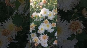 Хризантема корейская Яблоневый цвет? или все же Кофей?