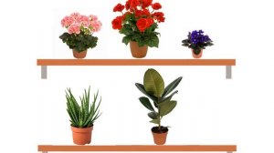 Видеоурок Комнатные растения 4 6 лет