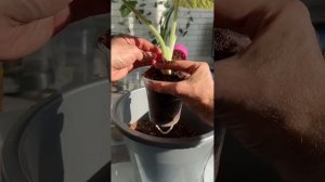ПЕРЕСАДКА АЛОКАЗИИ НА ФИТИЛЬНЫЙ ПОЛИВ 😏 #plants #алокази