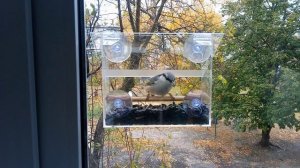 Кормушка для мелких птиц