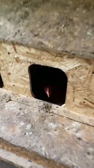 Сигнализация в курятнике! Курочка на гнезде! #куры #не? смотреть онлайн