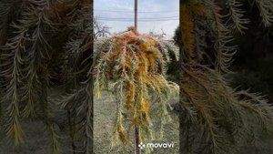 Мой хвойный сад! Лиственница японская Стифф Випер!!!