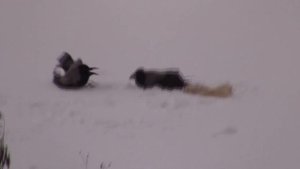 Смешные вороны //Пьяные вороны?