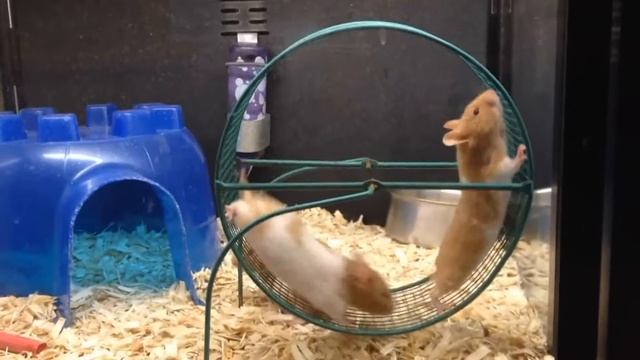ОЧЕНЬ СМЕШНОЕ ВИДЕО!Хомяки и колесо!Смешные хомяки!