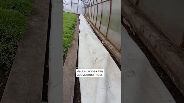 Показываю мой виноград в теплице в апреле🍇