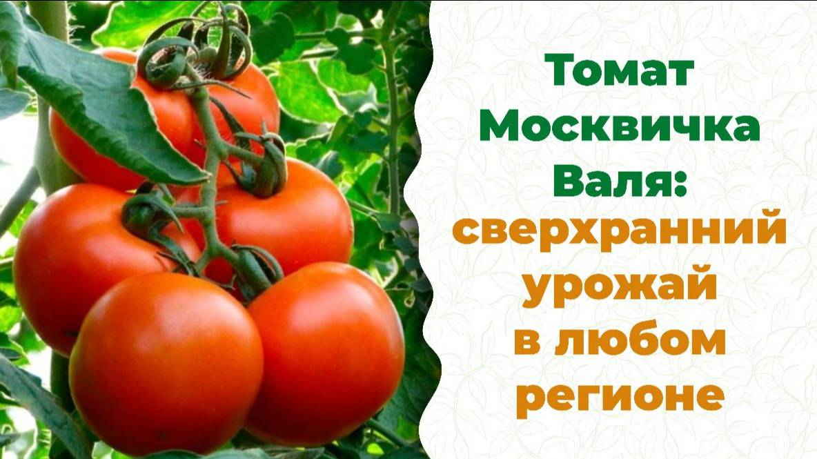 Забудьте про рассаду! Томат для самых ленивых, с огромным урожаем!