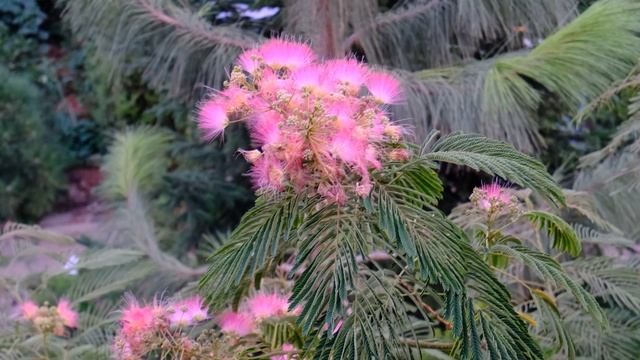 Альбиция в Ростове наш опыт выращивания. смотреть онлайн