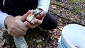СОБИРАЛИ ГРИБЫ В РЯЗАНИ / БЕЛЫЕ ГРИБЫ ЕСТЬ #грибы #прир?