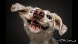 Смешные собачки/Шпице Мэй 😁