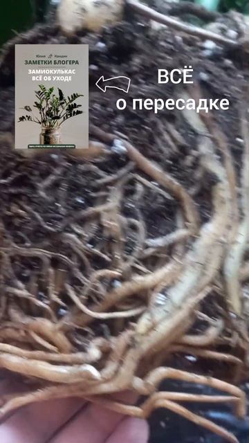 Осмотр корней и клубней замиокулькаса при пересадке.